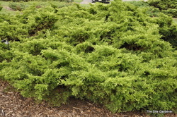 Juniperus chinensis 'Old Gold' — photo 2